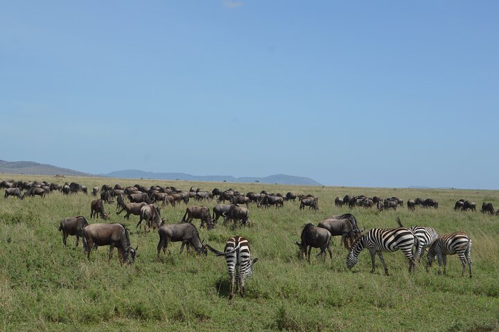 Safari en camping de 3 jours au Serengeti et au Ngorongoro | wizardtrip