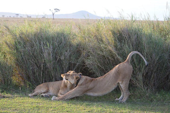 Safari de camping em grupo de 3 dias em Serengeti e Ngorongoro na Tanzânia, foto 6 | wizardtrip