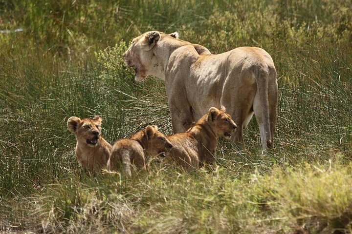 Safari de camping em grupo de 3 dias em Serengeti e Ngorongoro na Tanzânia, foto 7 | wizardtrip