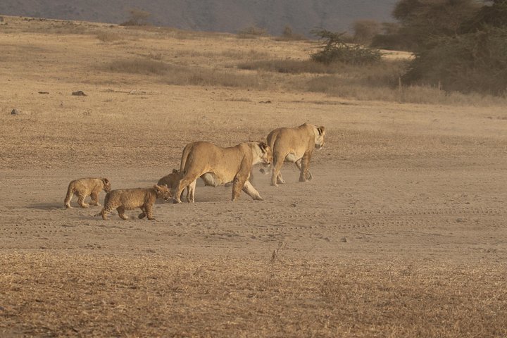 Safari de camping em grupo de 3 dias em Serengeti e Ngorongoro na Tanzânia, foto 9 | wizardtrip