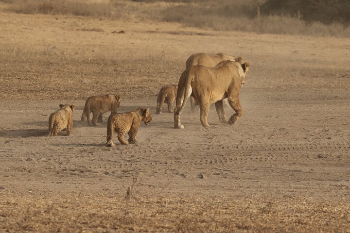 Safari de camping em grupo de 3 dias em Serengeti e Ngorongoro na Tanzânia, foto 10 | wizardtrip