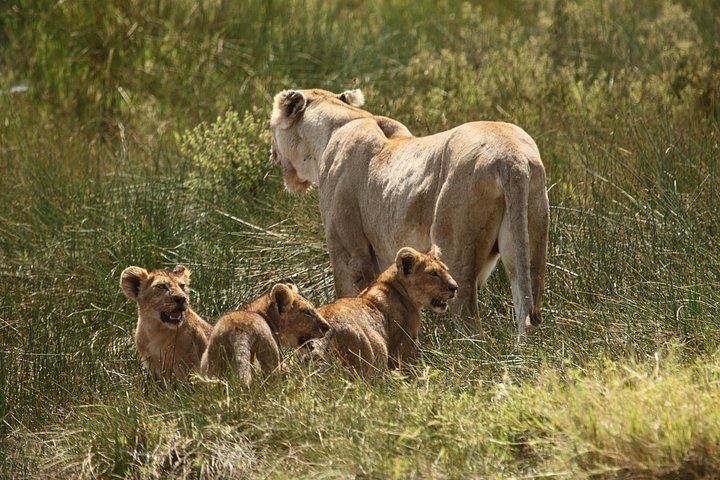 Safari de camping em grupo de 3 dias em Serengeti e Ngorongoro na Tanzânia, foto 11 | wizardtrip