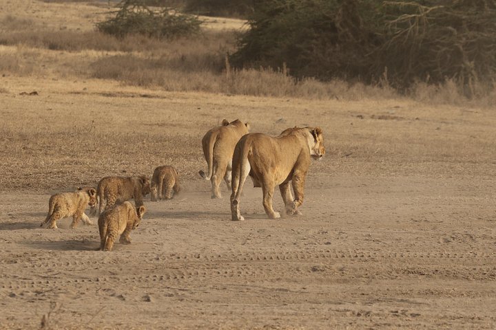 Safari de camping em grupo de 3 dias em Serengeti e Ngorongoro na Tanzânia, foto 12 | wizardtrip