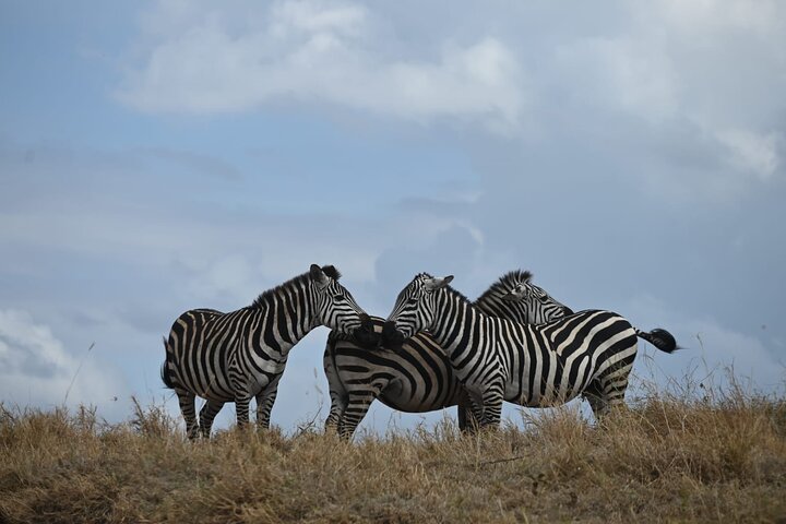 Safari Camping en Groupe de 4 Jours | wizardtrip