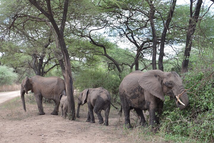 Safari camping en groupe de 4 jours en Tanzanie, avec la faune et les paysages de Tarangire, du Serengeti et du Ngorongoro, photo 7 | wizardtrip