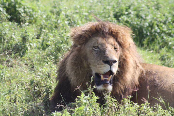 Safari camping en groupe de 4 jours en Tanzanie, avec la faune et les paysages de Tarangire, du Serengeti et du Ngorongoro, photo 11 | wizardtrip