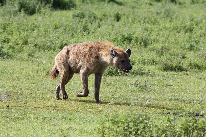 Safari camping en groupe de 4 jours en Tanzanie, avec la faune et les paysages de Tarangire, du Serengeti et du Ngorongoro, photo 13 | wizardtrip