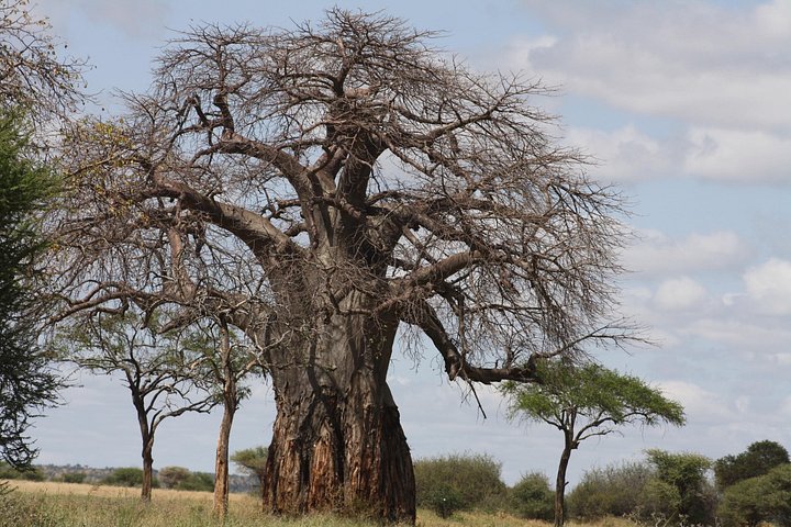 Safari camping en groupe de 4 jours en Tanzanie, avec la faune et les paysages de Tarangire, du Serengeti et du Ngorongoro, photo 14 | wizardtrip