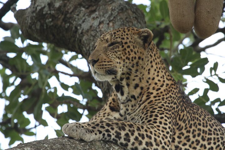 Safari camping en groupe de 4 jours en Tanzanie, avec la faune et les paysages de Tarangire, du Serengeti et du Ngorongoro, photo 16 | wizardtrip
