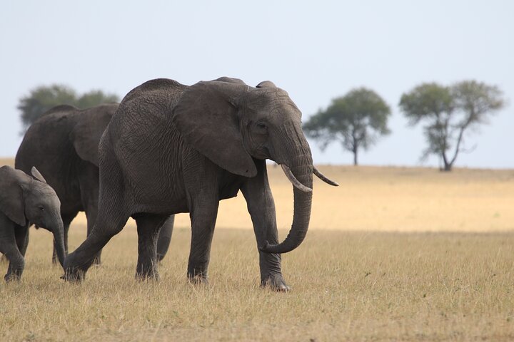 Safari Camping 5 Jours en Groupe | wizardtrip