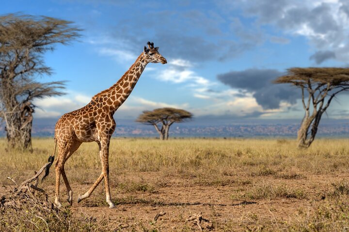 Tanzanie | wizardtrip