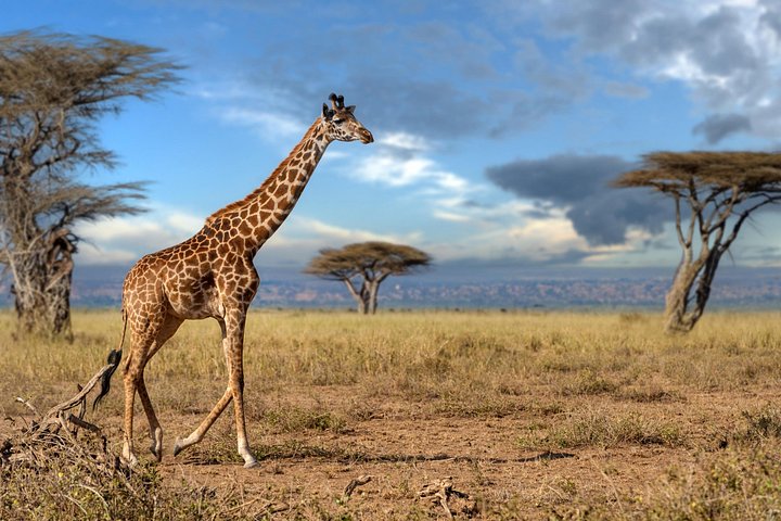 Safari de 4 jours à Tarangire, Serengeti et Ngorongoro en groupe milieu de gamme | wizardtrip