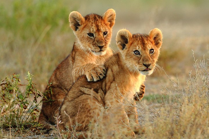 Ervaar een 4-daagse middenklasse groepsreis door Tanzania's Tarangire, Serengeti en Ngorongoro parken, foto 6 | wizardtrip