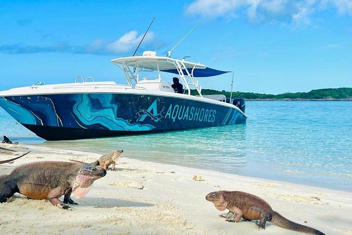 Speedboottour in Exuma Cays, Bahama's, met zwemmende varkens, leguanen en verpleegsterhaaien, foto 19 | wizardtrip