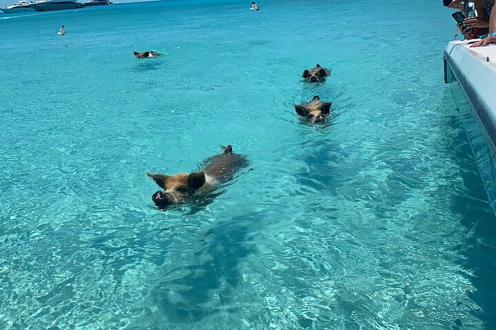 Speedboottour in Exuma Cays, Bahama's, met zwemmende varkens, leguanen en verpleegsterhaaien, foto 20 | wizardtrip