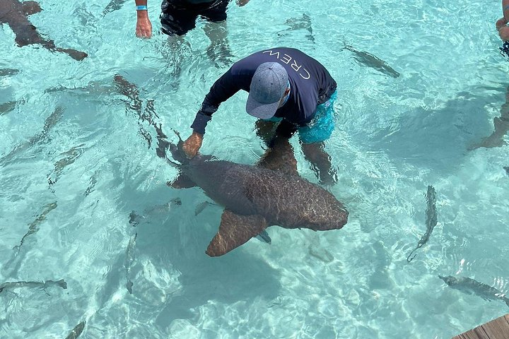 Speedboottour in Exuma Cays, Bahama's, met zwemmende varkens, leguanen en verpleegsterhaaien, foto 24 | wizardtrip