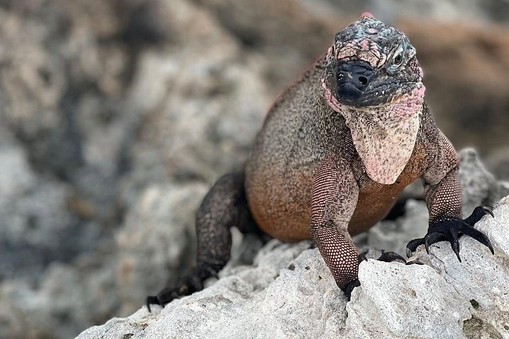 Speedboottour in Exuma Cays, Bahama's, met zwemmende varkens, leguanen en verpleegsterhaaien, foto 25 | wizardtrip