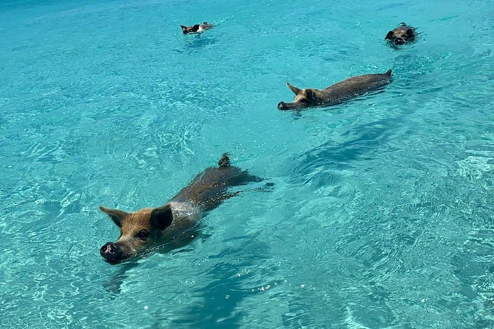 Speedboottour in Exuma Cays, Bahama's, met zwemmende varkens, leguanen en verpleegsterhaaien, foto 26 | wizardtrip