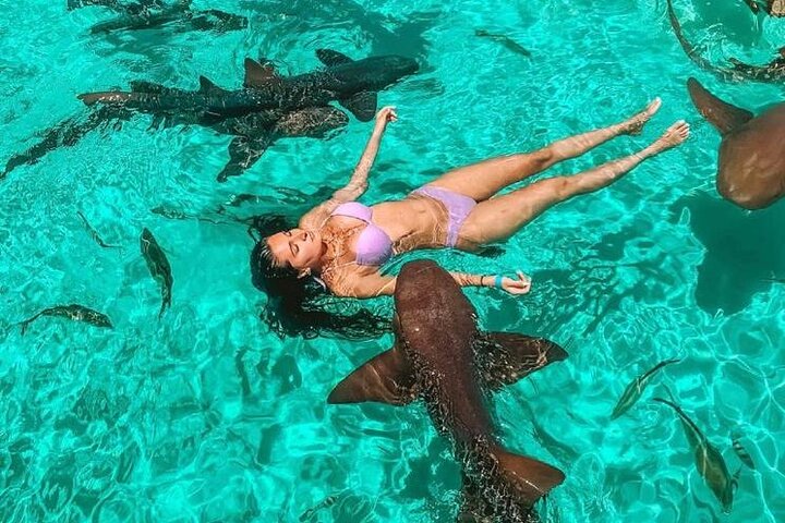 Speedboottour in Exuma Cays, Bahama's, met zwemmende varkens, leguanen en verpleegsterhaaien, foto 27 | wizardtrip