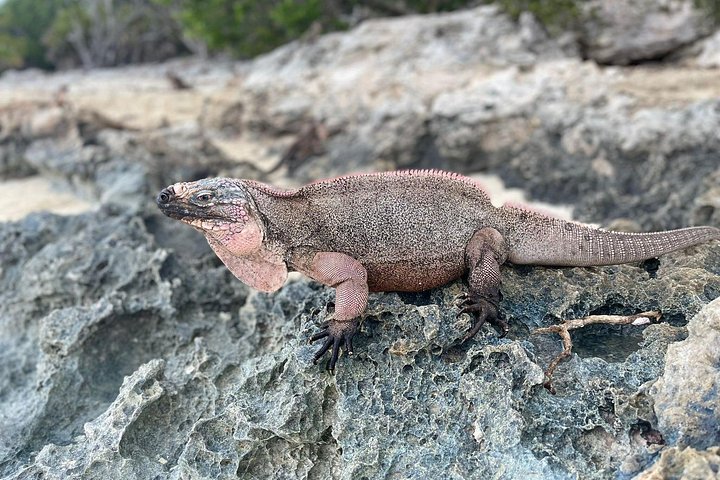 Speedboottour in Exuma Cays, Bahama's, met zwemmende varkens, leguanen en verpleegsterhaaien, foto 28 | wizardtrip