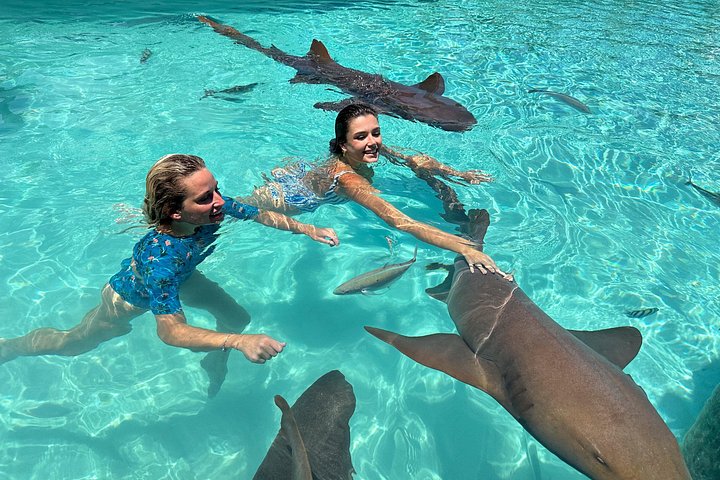 Speedboottour in Exuma Cays, Bahama's, met zwemmende varkens, leguanen en verpleegsterhaaien, foto 30 | wizardtrip