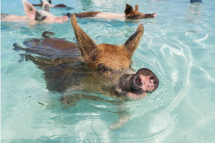 Speedboottour in Exuma Cays, Bahama's, met zwemmende varkens, leguanen en verpleegsterhaaien, foto 31 | wizardtrip