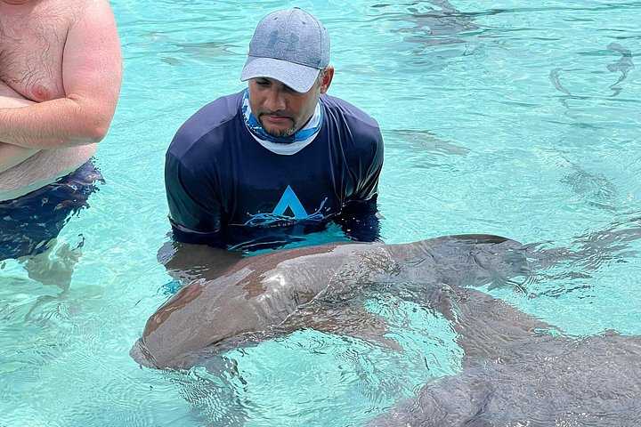 Speedboottour in Exuma Cays, Bahama's, met zwemmende varkens, leguanen en verpleegsterhaaien, foto 34 | wizardtrip