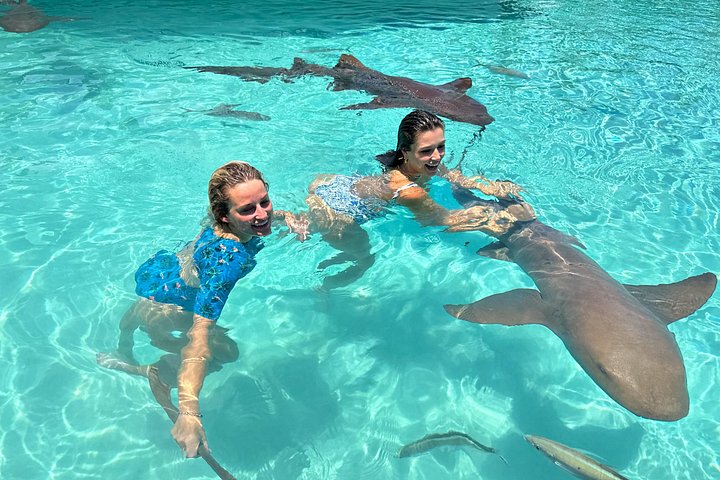 Speedboottour in Exuma Cays, Bahama's, met zwemmende varkens, leguanen en verpleegsterhaaien, foto 43 | wizardtrip