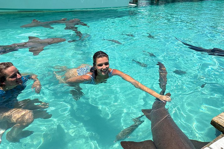 Speedboottour in Exuma Cays, Bahama's, met zwemmende varkens, leguanen en verpleegsterhaaien, foto 44 | wizardtrip