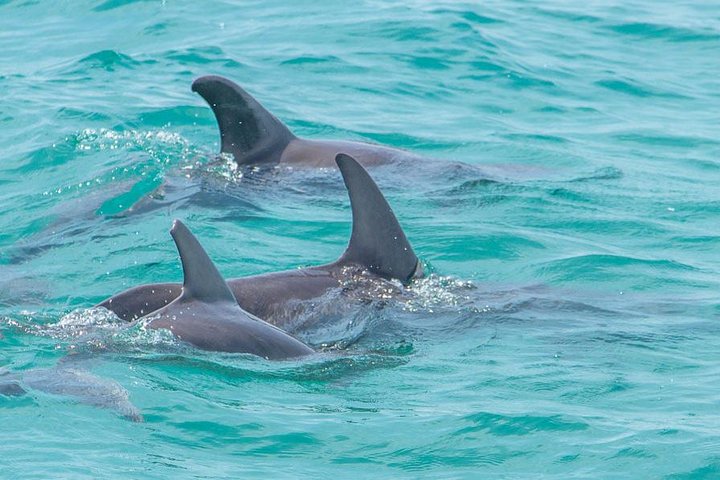 Aventure Sian Ka'an : Excursion d'une journée complète à Punta Allen | wizardtrip