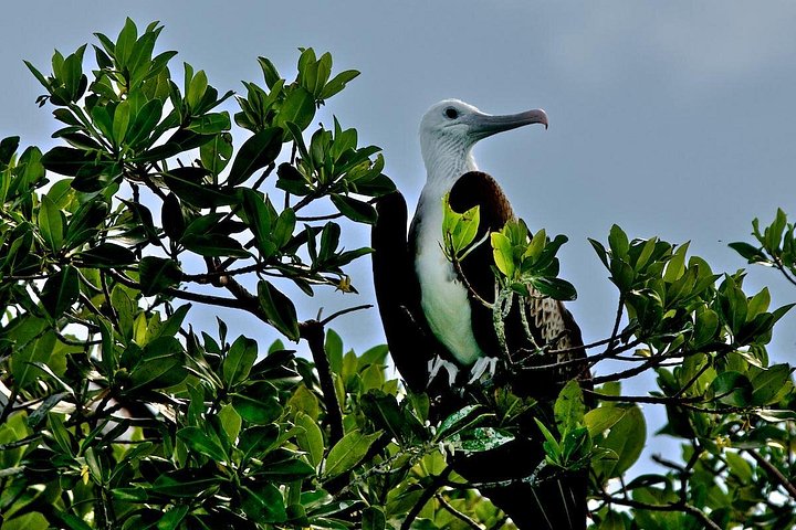 Erkunden Sie das Biosphärenreservat Sian Ka'an per Boot, entdecken Sie Tierwelt und schnorcheln Sie in Tulum, Mexiko, Foto 7 | wizardtrip