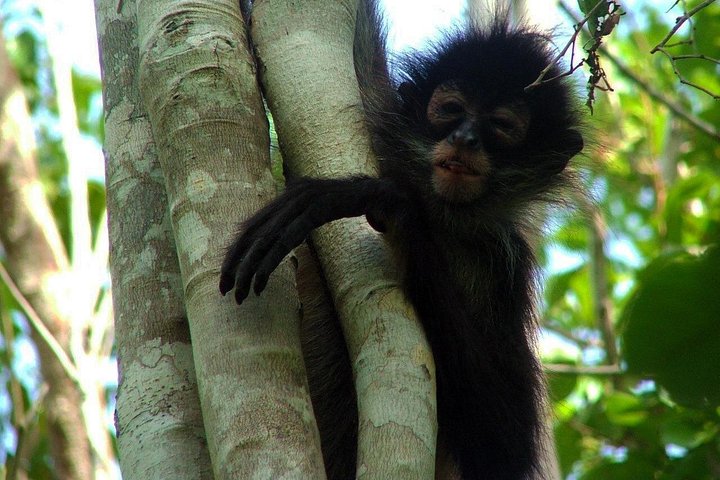 Explore Mayan ruins, lush jungles, and cenotes on a full-day tour from Tulum, photo 7 | wizardtrip