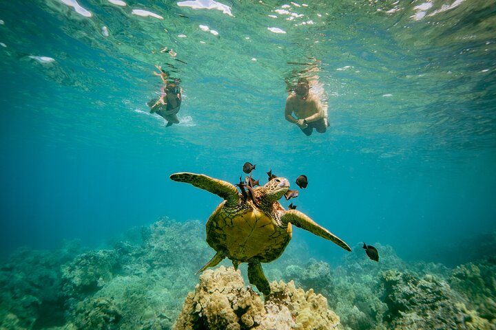 Snorkleeventyr på Maui til Molokini-krateret og Turtle Town, foto 13 | wizardtrip