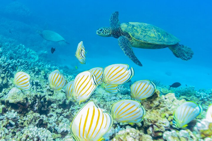 Snorkleeventyr på Maui til Molokini-krateret og Turtle Town, foto 16 | wizardtrip