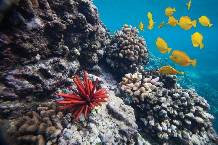 Snorkleeventyr på Maui til Molokini-krateret og Turtle Town, foto 18 | wizardtrip