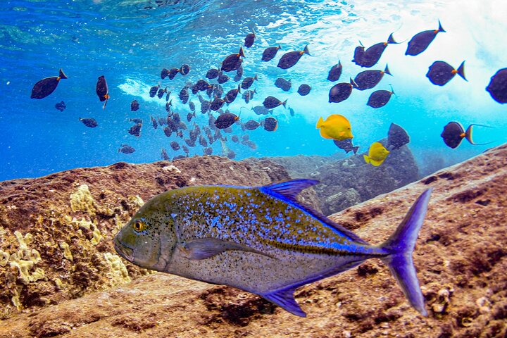 Snorkleeventyr på Maui til Molokini-krateret og Turtle Town, foto 19 | wizardtrip