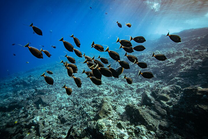 Snorkleeventyr på Maui til Molokini-krateret og Turtle Town, foto 20 | wizardtrip