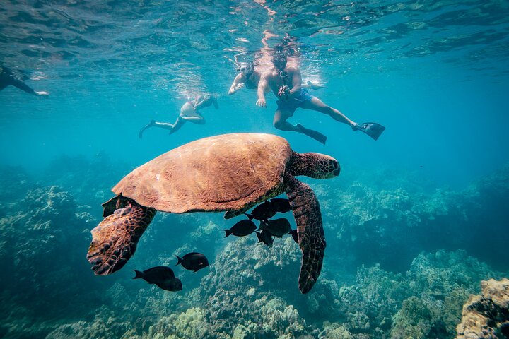 Snorkleeventyr på Maui til Molokini-krateret og Turtle Town, foto 21 | wizardtrip