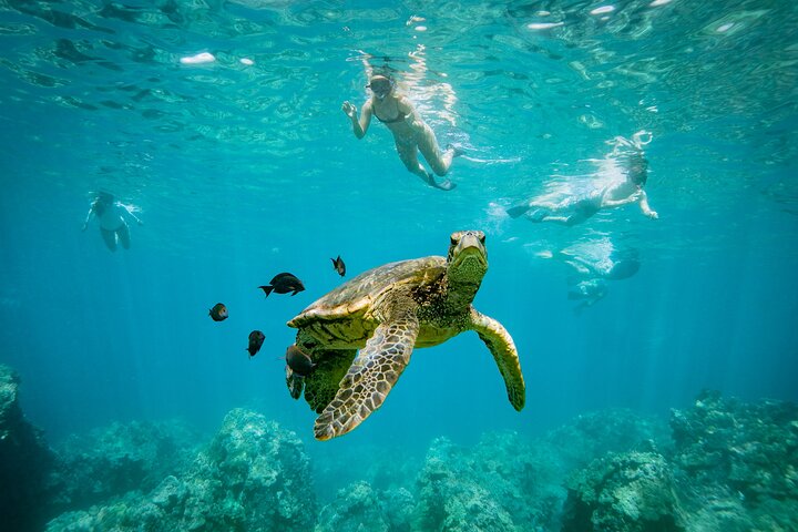 Snorkleeventyr på Maui til Molokini-krateret og Turtle Town, foto 22 | wizardtrip