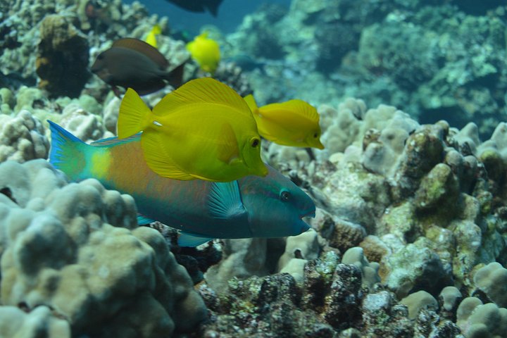 Snorkleeventyr på Maui til Molokini-krateret og Turtle Town, foto 24 | wizardtrip