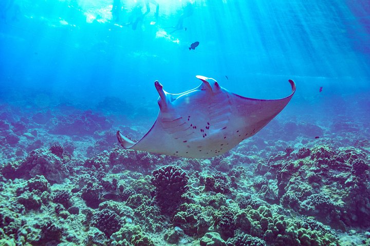 Snorkleeventyr på Maui til Molokini-krateret og Turtle Town, foto 26 | wizardtrip
