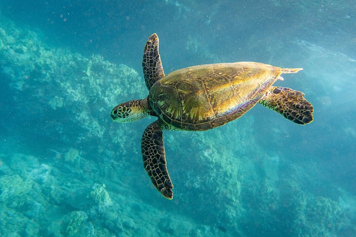 Snorkleeventyr på Maui til Molokini-krateret og Turtle Town, foto 27 | wizardtrip