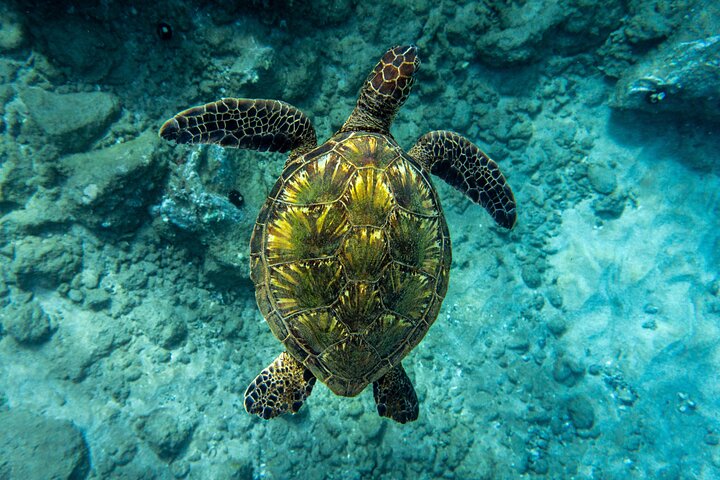 Snorkleeventyr på Maui til Molokini-krateret og Turtle Town, foto 28 | wizardtrip