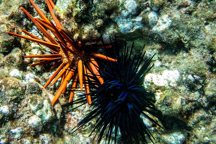 Snorkleeventyr på Maui til Molokini-krateret og Turtle Town, foto 29 | wizardtrip
