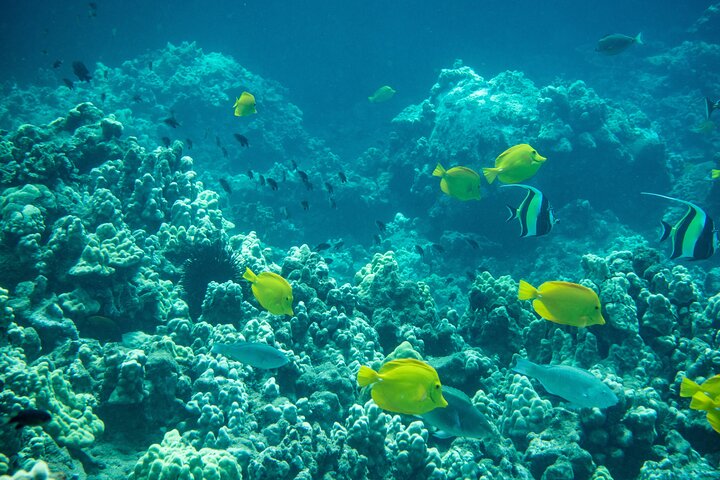 Snorkleeventyr på Maui til Molokini-krateret og Turtle Town, foto 31 | wizardtrip