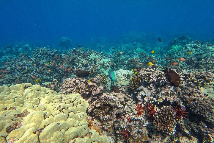 Snorkleeventyr på Maui til Molokini-krateret og Turtle Town, foto 32 | wizardtrip