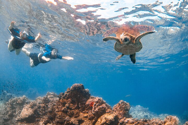 Snorkleeventyr på Maui til Molokini-krateret og Turtle Town, foto 33 | wizardtrip