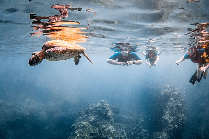 Snorkleeventyr på Maui til Molokini-krateret og Turtle Town, foto 34 | wizardtrip