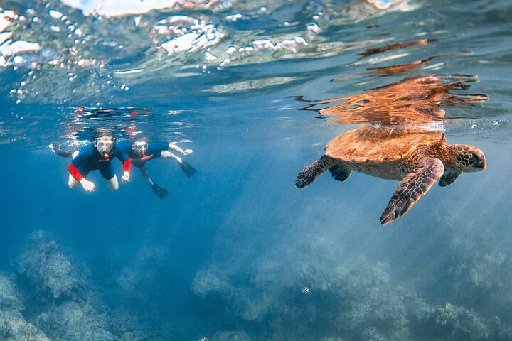 Snorkleeventyr på Maui til Molokini-krateret og Turtle Town, foto 35 | wizardtrip
