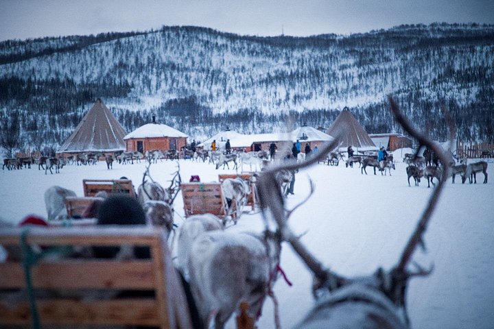 Ervaar rendierslederen en Sami cultuur met een slee tour, het voeren van rendieren en een traditionele maaltijd in Tromsø, foto 6 | wizardtrip